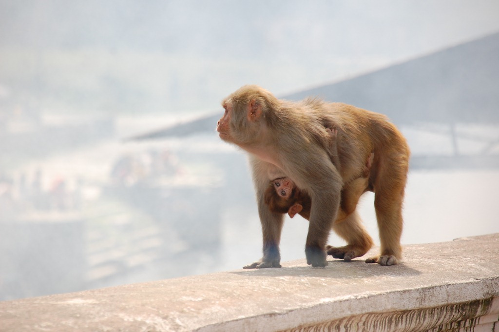 [Nepal 2010 - Kathmandu ,  Pasupatinath - 25 de septiembre  -    97[3].jpg]