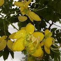 Golden Rain
