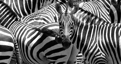 [Zebra[3].jpg]