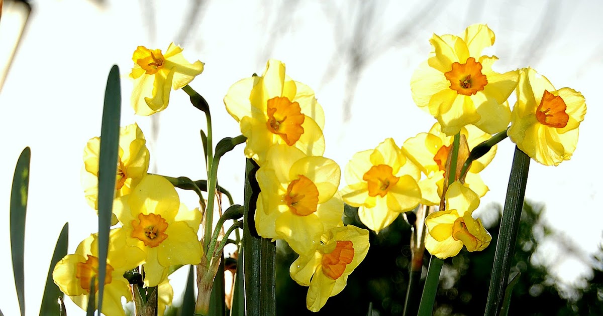 Our Simple Life Jonquils or Daffodills?