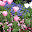  &ndash; 花壇が凝っています &ndash; 30-4月-2010