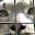  &ndash; ユキヒョウににらまれた！ &ndash; 30-4月-2010