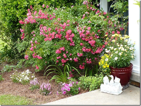 Rosebush Rosebush