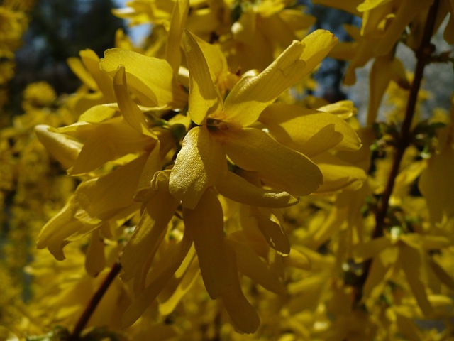 [forsythiablossom[3].jpg&description=The Busyness of Blogging')]