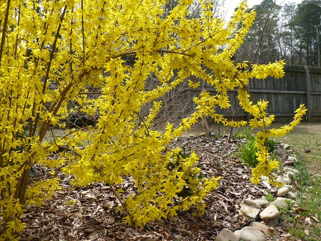 [forsythia[3].jpg&description=The Busyness of Blogging')]