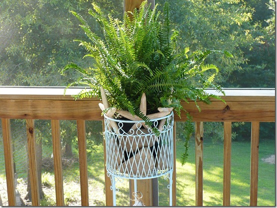 fern fern