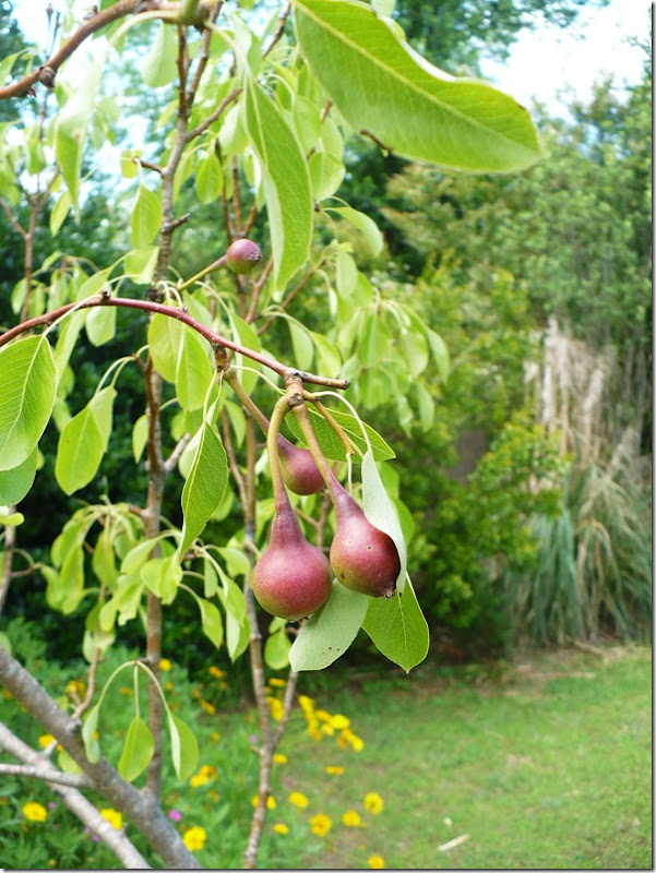 Pears Pears