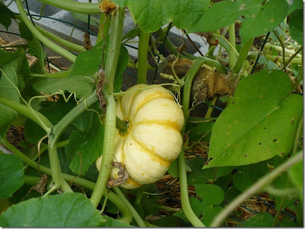 littlepumpkin littlepumpkin