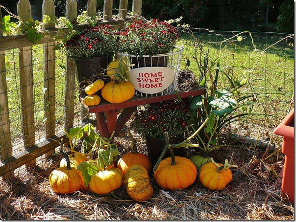 pumpkins pumpkins