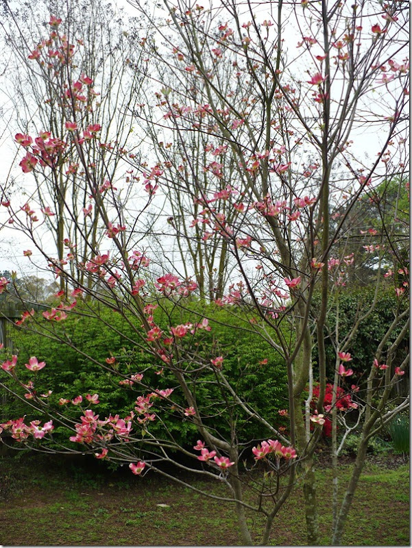 pinkdogwood pinkdogwood