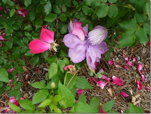 purpleclematis purpleclematis