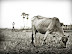 Cow - Siem Reap Out in the countryside, a farmer in the background while his cow grazes.