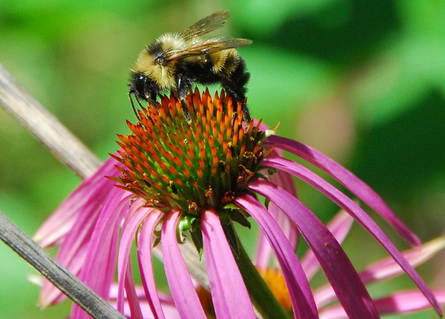 [Bee on coneflower 8-26-2007 1-43-23 PM[4].jpg]