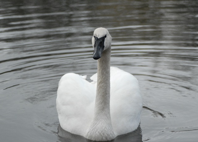 [hidden lake swan 3-24-2007 1-38-07 PM[4].jpg]