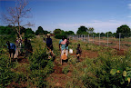Women clearing land with hoes ready for planting Maize crop