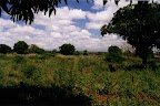 Mango trees growing in fertile soil on CFA land