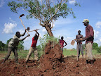 Workmen removing a stunted tree and active termite mound