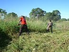 Workmen slashing grass to clear property ready for building construction to commence