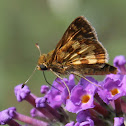 Pecks Skipper