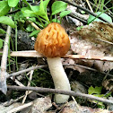 Half-Free Morel
