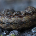 caterpillar