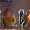 Blue discus