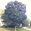 Norway maple