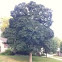 Norway maple