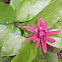 Western Spice Bush