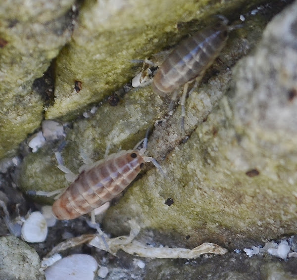 Sand Shrimp Project Noah