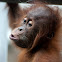 baby orangutan