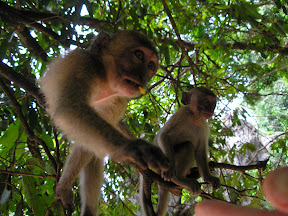 4-22 март 2008. Бкк-Конч-Тао-Самуи-Краби-ПиПи. Фото + Видео