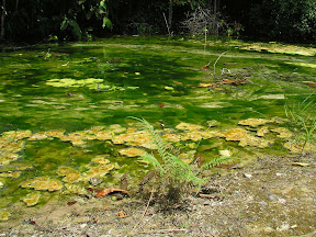 4-22 март 2008. Бкк-Конч-Тао-Самуи-Краби-ПиПи. Фото + Видео