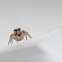 Jumping Spider for ID