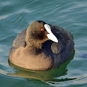 Eurasian Coot