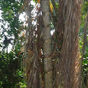 Pixbae palm