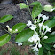 Stephanotis floribunda. Jazmín de Madagascar