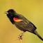 Red-Winged Black Bird