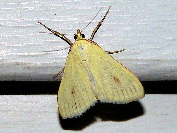 Spotting Image 1