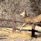 Mule Deer