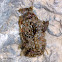 Wasps' nest