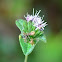Assassin Bug