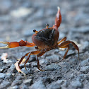 Black Land Crab