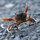 Black Land Crab