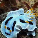 Diane's Chromodoris