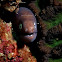 White-eyed Moray Eel