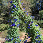 Morning Glory