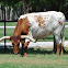 Texas Longhorn Cattle