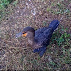 cormorant