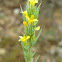 Upright Flax